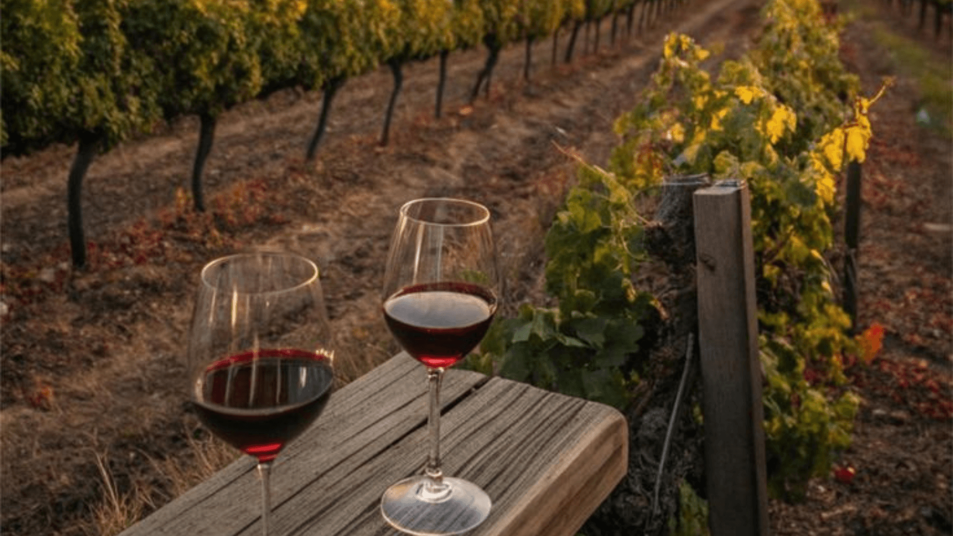 Winery Visits & Tastings